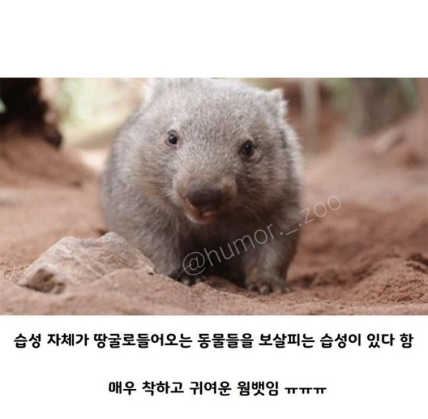 호주의 영웅이라 불리는 웜뱃