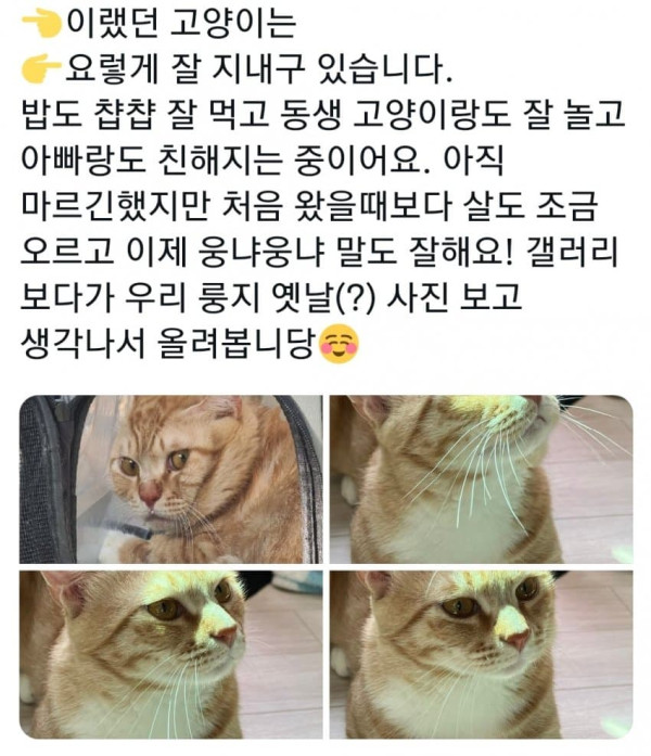 주인한테 버림받아서 하루종일 울었던 고양이