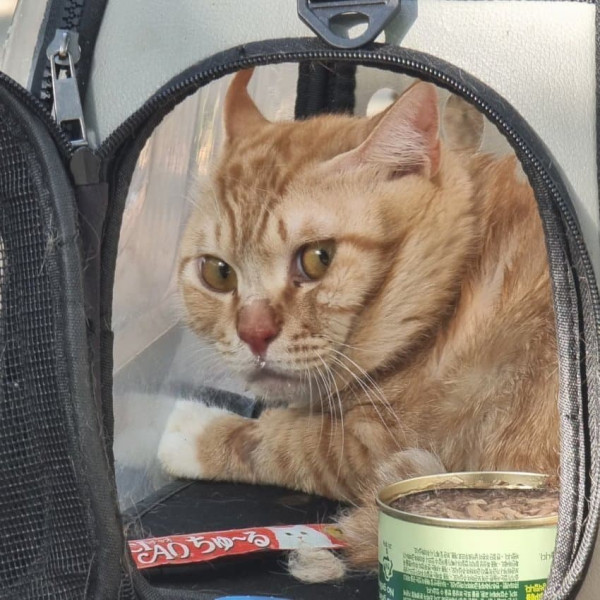 주인한테 버림받아서 하루종일 울었던 고양이