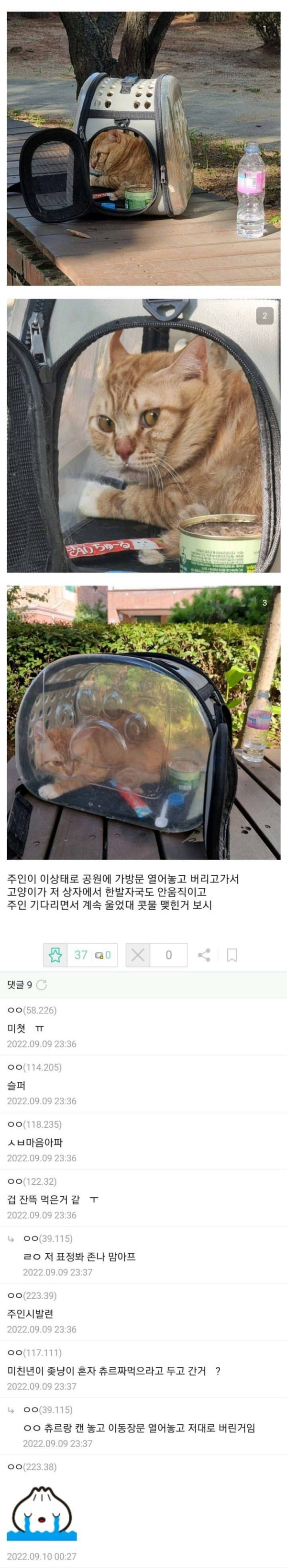 주인한테 버림받아서 하루종일 울었던 고양이