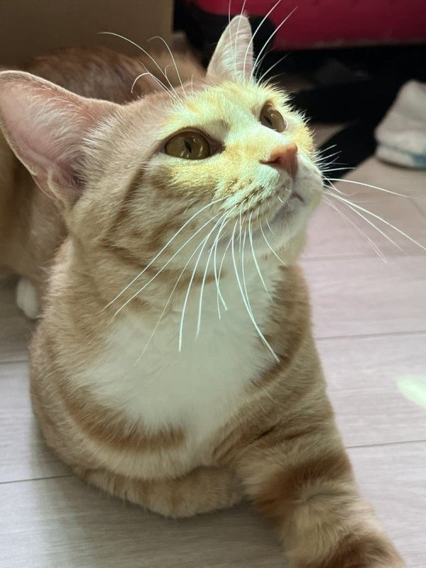 주인한테 버림받아서 하루종일 울었던 고양이