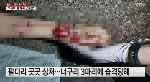 너구리들의 습격