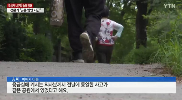 너구리들의 습격