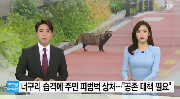 너구리들의 습격