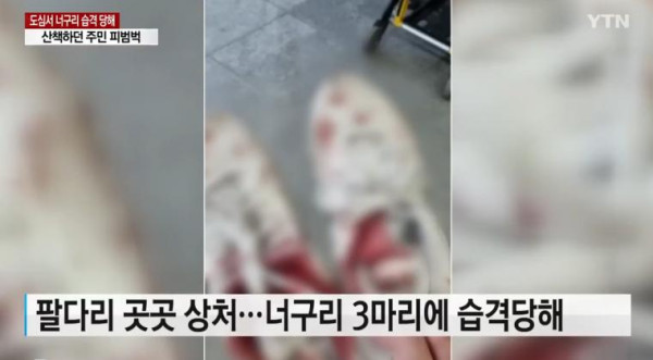 너구리들의 습격