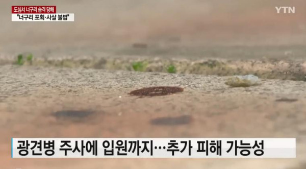 너구리들의 습격