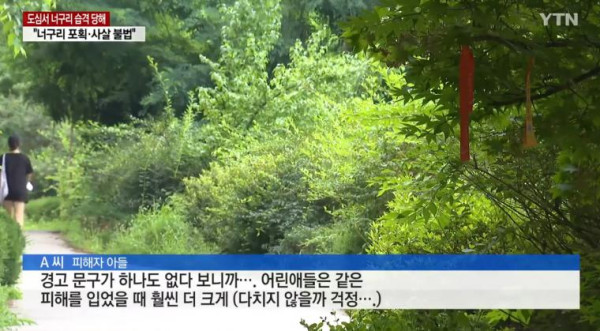 너구리들의 습격