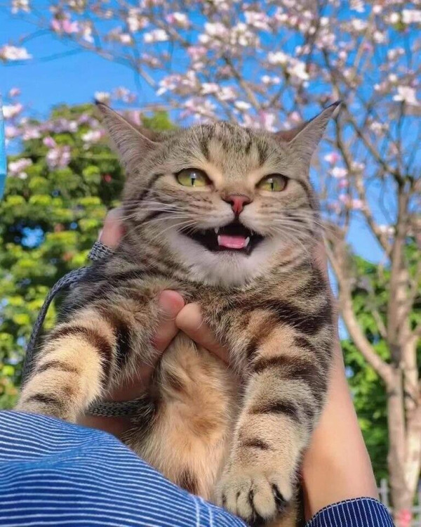 꽃구경 나와서 행복한 고양이