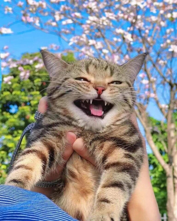 꽃구경 나와서 행복한 고양이