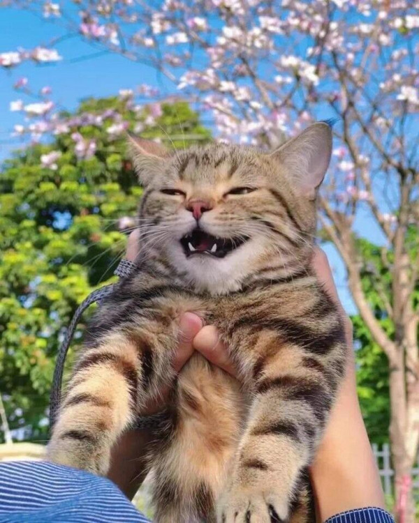 꽃구경 나와서 행복한 고양이