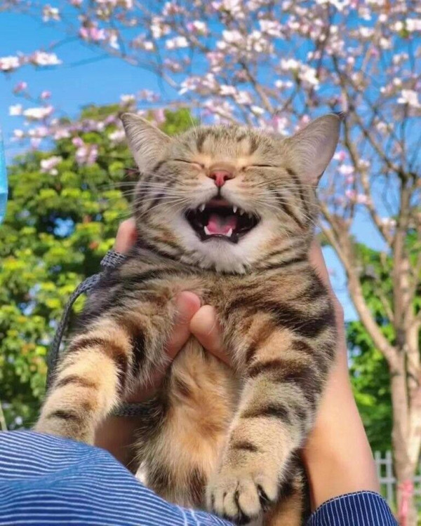 꽃구경 나와서 행복한 고양이