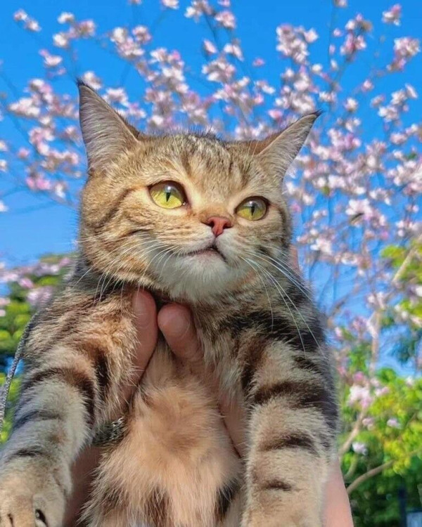 꽃구경 나와서 행복한 고양이