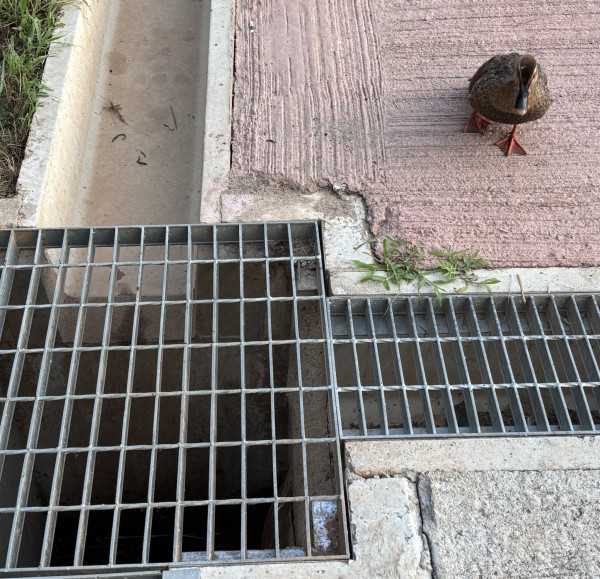 하수구에 빠진 오리새끼들