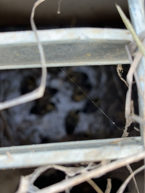 하수구에 빠진 오리새끼들