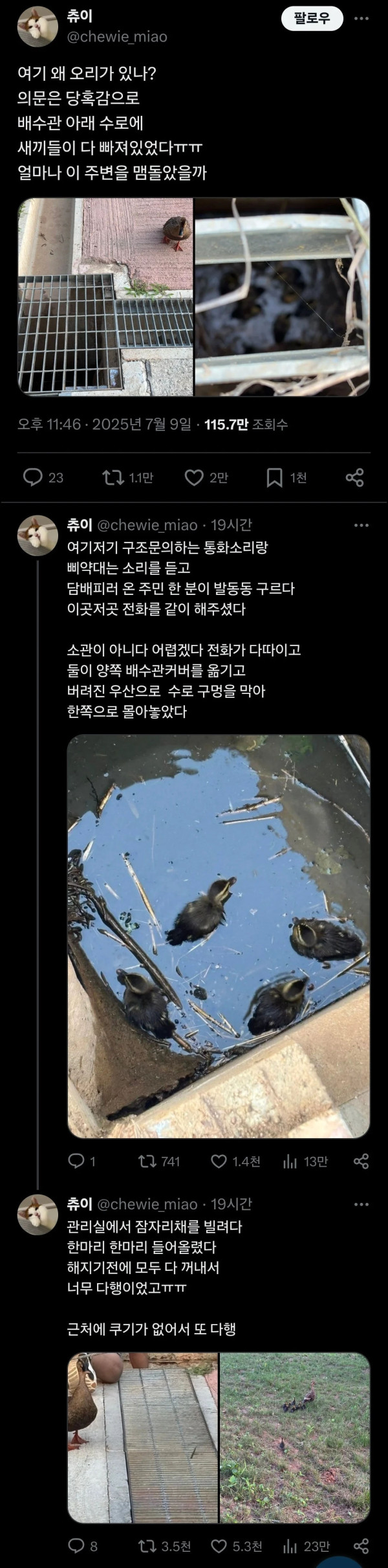 하수구에 빠진 오리새끼들