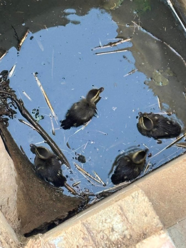 하수구에 빠진 오리새끼들