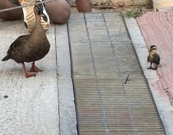 하수구에 빠진 오리새끼들