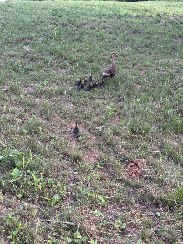 하수구에 빠진 오리새끼들