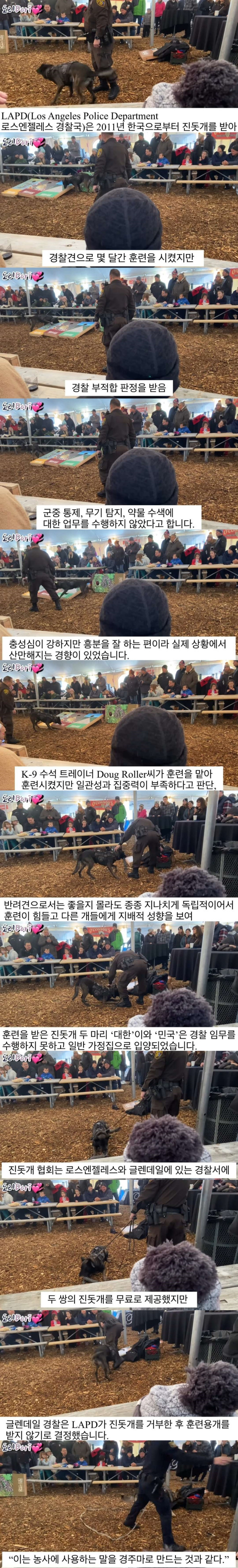진돗개가 경찰견으로 거부된 이유