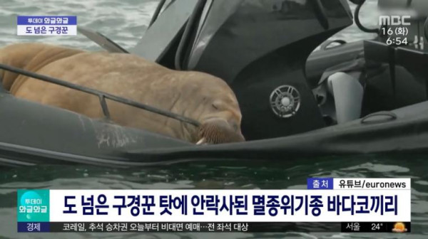구경꾼 몰린다고 안락사당한 멸종위기종