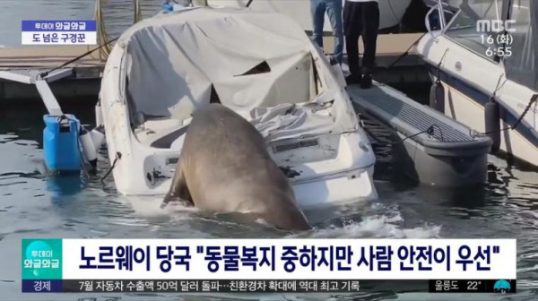 구경꾼 몰린다고 안락사당한 멸종위기종