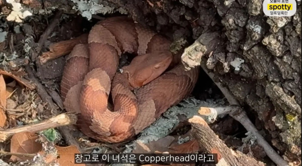 미국에서 독사를 조심해야하는 이유