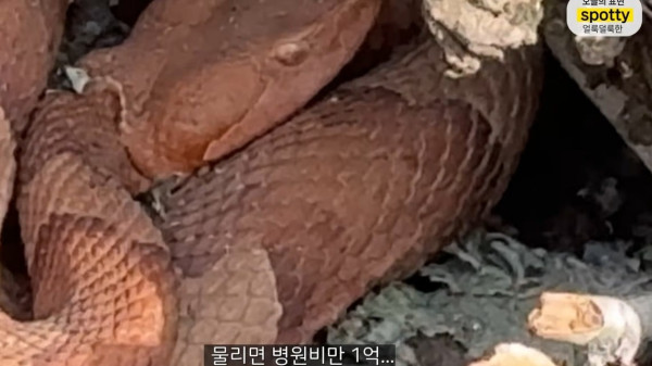 미국에서 독사를 조심해야하는 이유