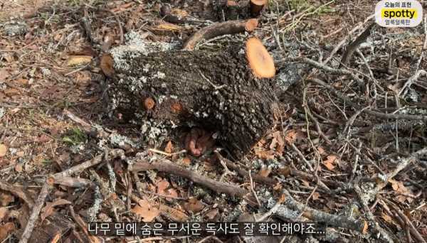 미국에서 독사를 조심해야하는 이유