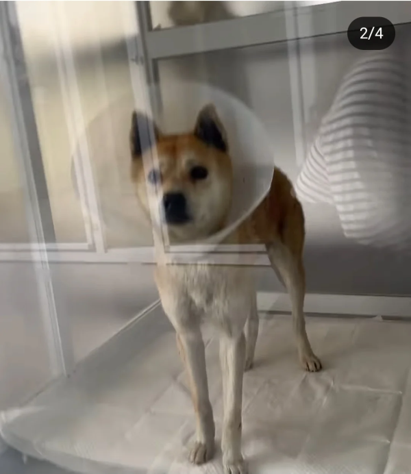 산에서 30KG 쇳덩이 끌고 내려온 강아지