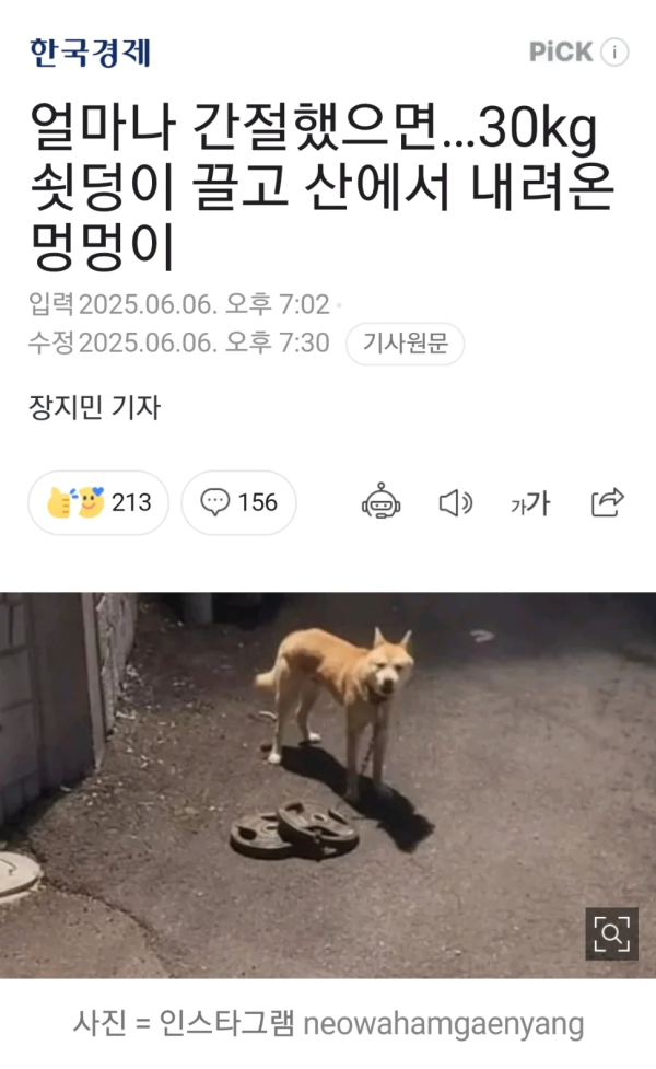 산에서 30KG 쇳덩이 끌고 내려온 강아지