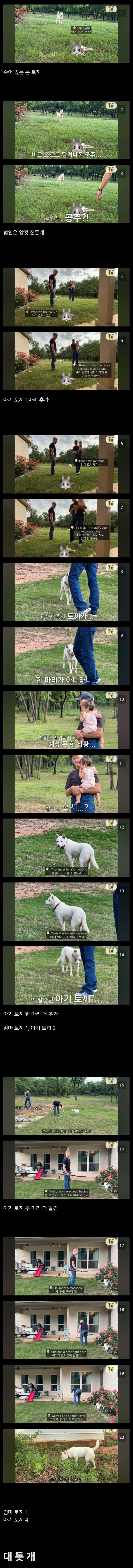 올리버쌤이 키우는 진돗개 근황