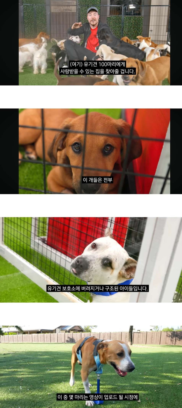 유기견 100마리 입양보내기 프로젝트