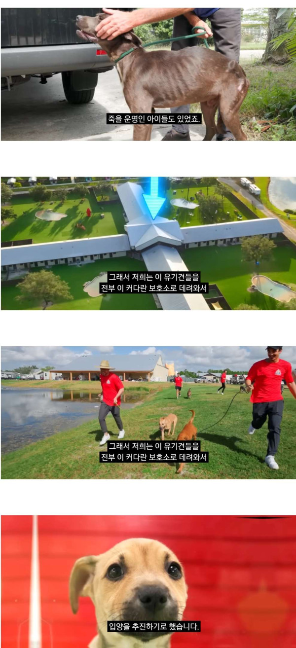 유기견 100마리 입양보내기 프로젝트