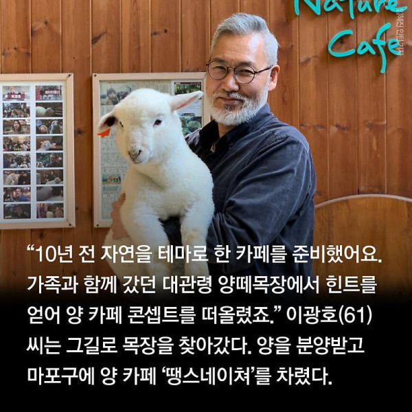 분양받은 양이 점점 뽀송해진다는 홍대 양카페