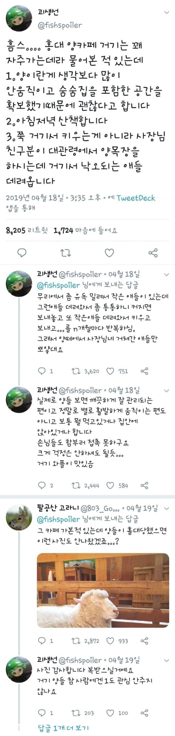 분양받은 양이 점점 뽀송해진다는 홍대 양카페