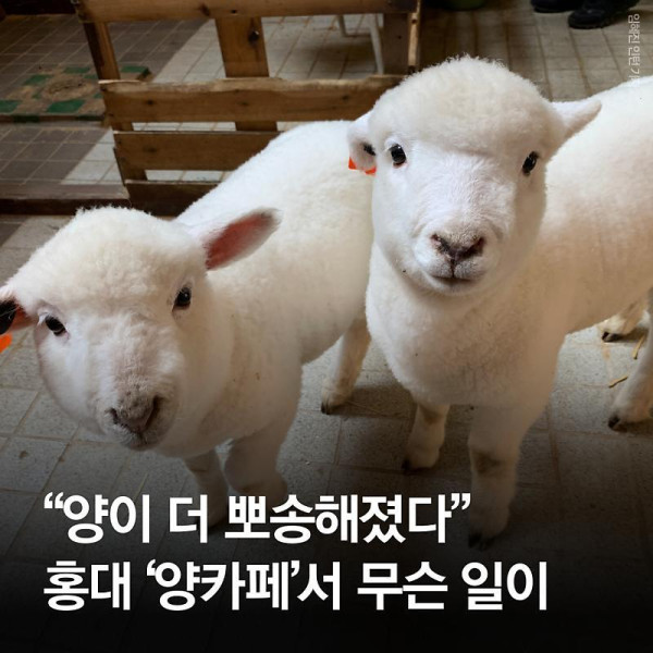 분양받은 양이 점점 뽀송해진다는 홍대 양카페