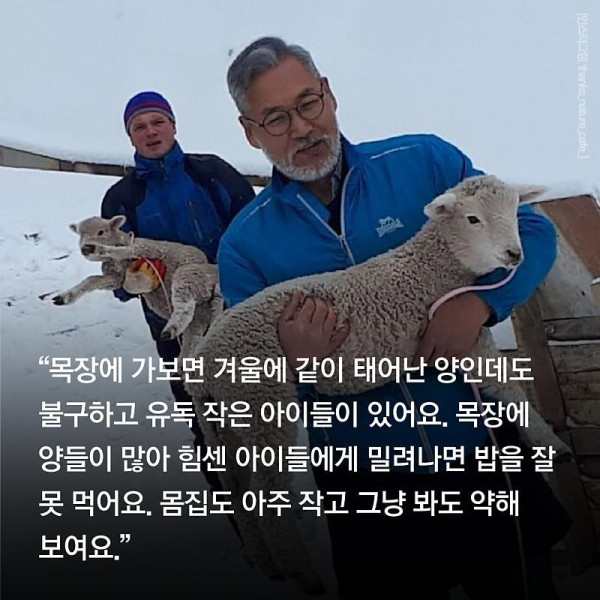 분양받은 양이 점점 뽀송해진다는 홍대 양카페