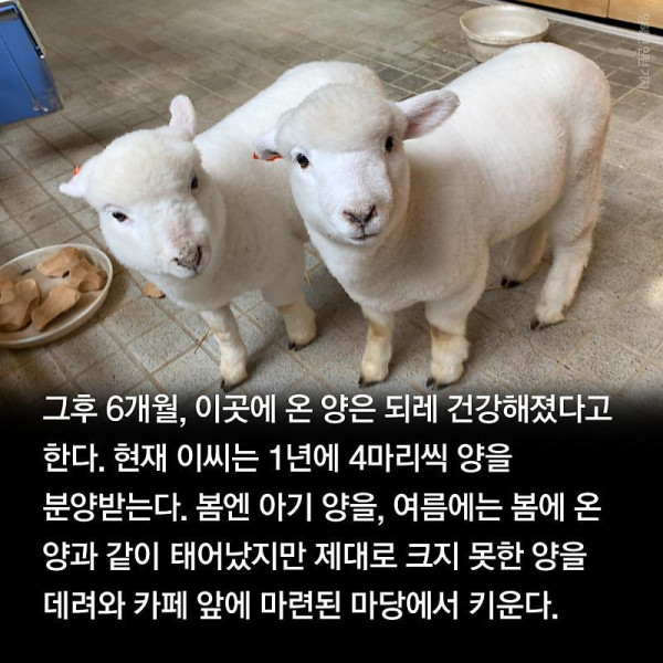 분양받은 양이 점점 뽀송해진다는 홍대 양카페