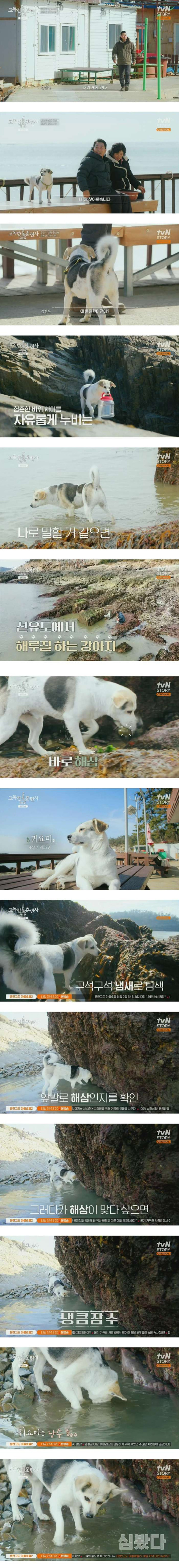강형욱도 깜짝 놀란 해삼 자동사냥 댕댕이
