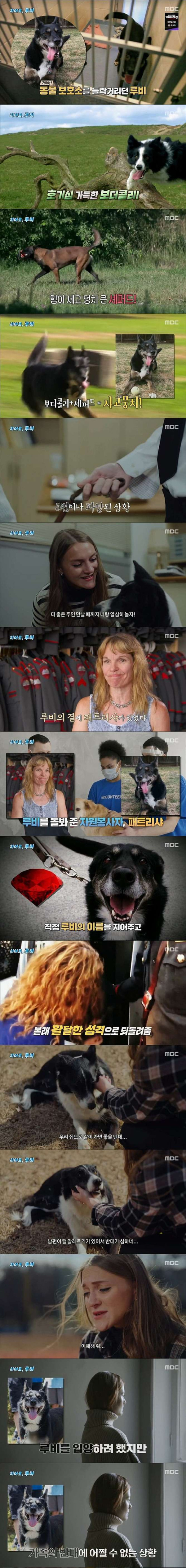 안락사 직전에 구출 된 멍멍이의 보은