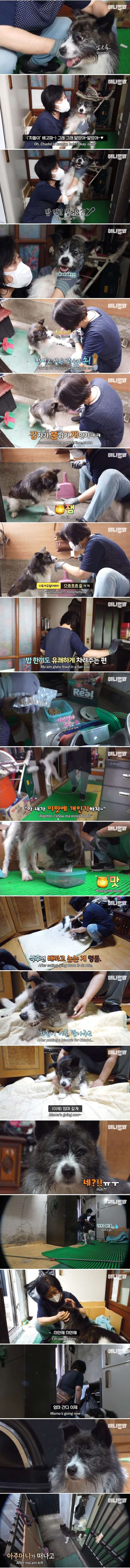 매일 밤만 되면 헤어져야 하는 강아지(스압주의