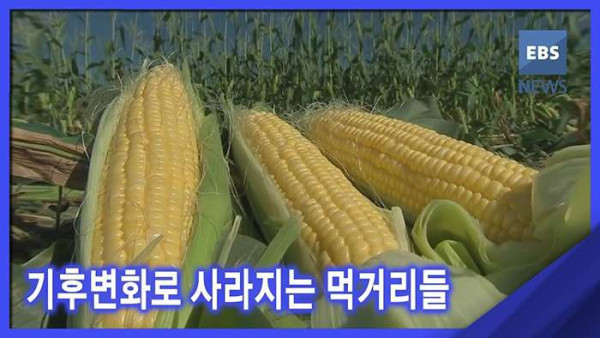 기후변화로 인해 나타나는 파급효과들