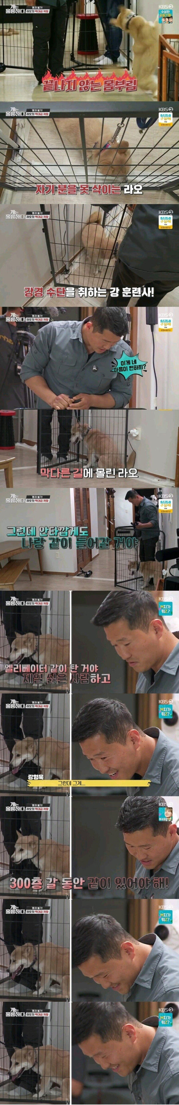 개훌륭 강형욱 썸네일 근황