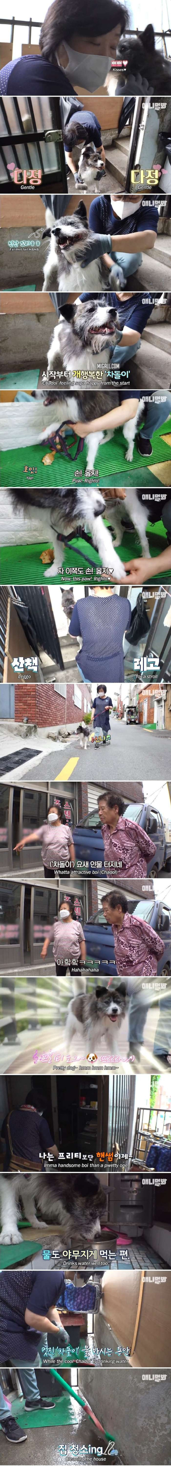 매일 밤만 되면 헤어져야 하는 강아지(스압주의