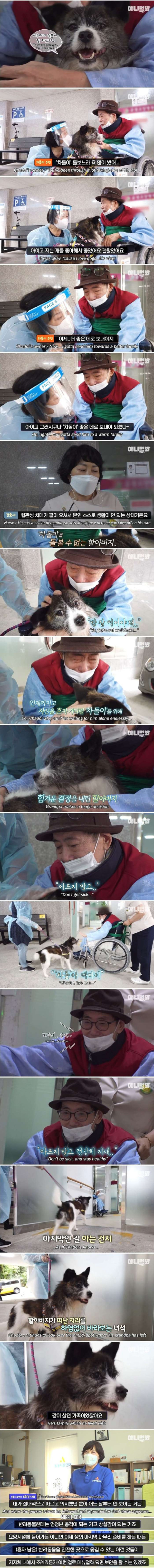 매일 밤만 되면 헤어져야 하는 강아지(스압주의