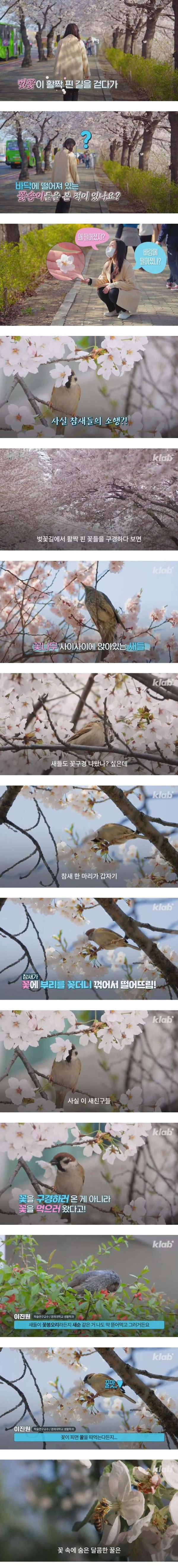 새들이 벚꽃을 꺾어버리는 이유
