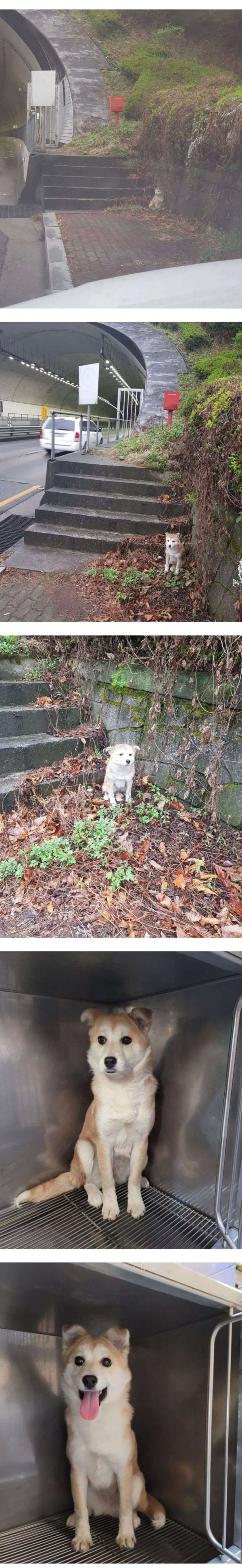터널 옆에서 비 맞고 있던 댕댕이