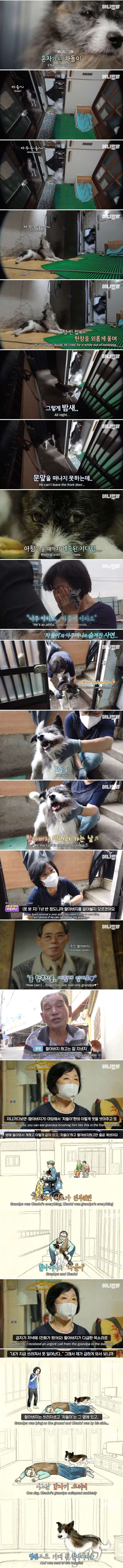 매일 밤만 되면 헤어져야 하는 강아지(스압주의