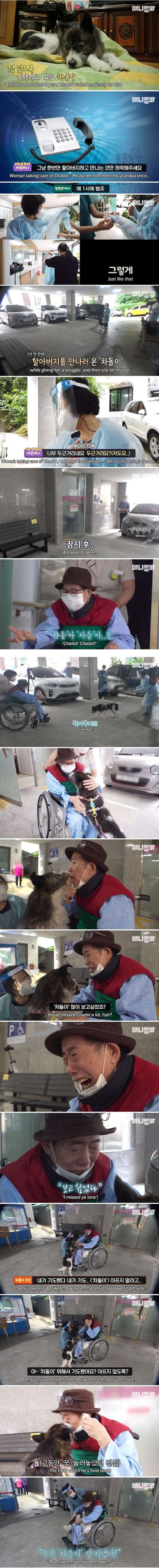 매일 밤만 되면 헤어져야 하는 강아지(스압주의