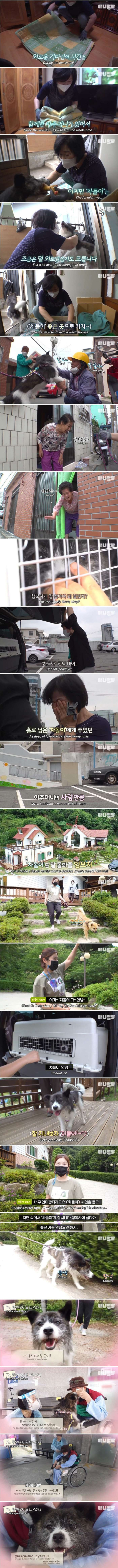 매일 밤만 되면 헤어져야 하는 강아지(스압주의